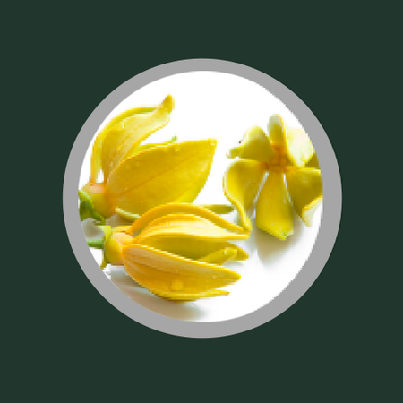Ylang Ylang swatch circle representing natural, clean, and skin-friendly ingredients.